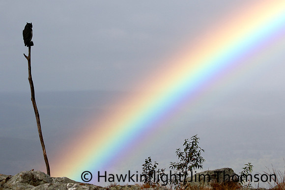 Raccoon Ridge- rainbow