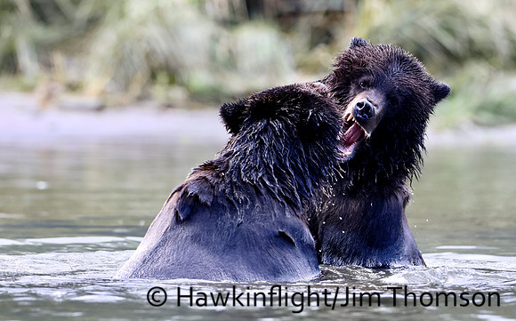 Grizzly Bear