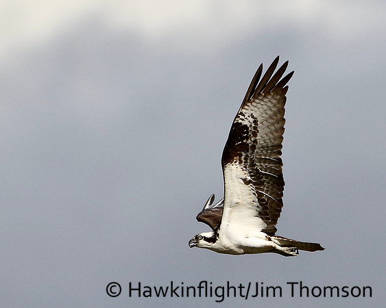 Osprey