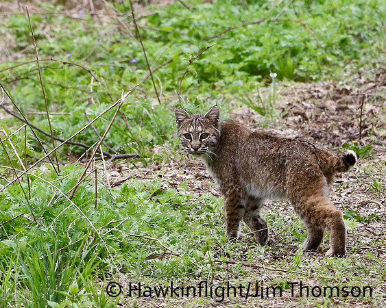Bobcat