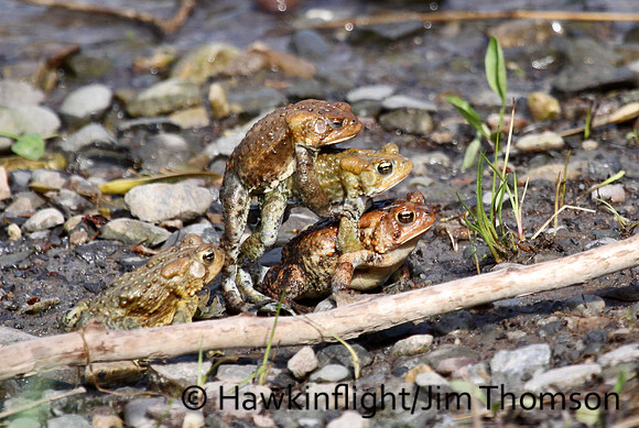 American Toad