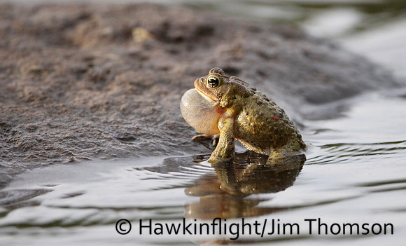 American Toad