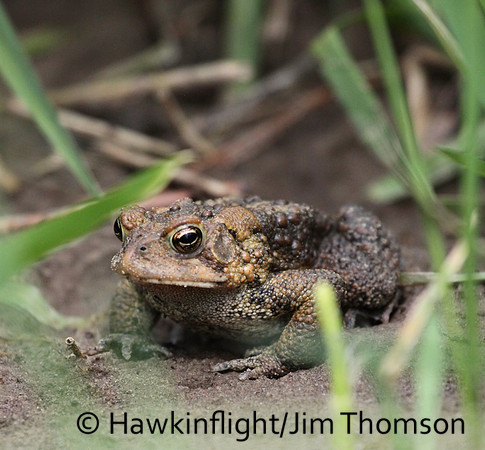 American Toad