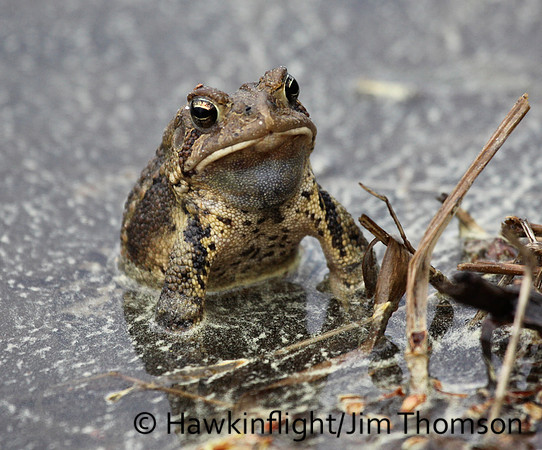 American Toad
