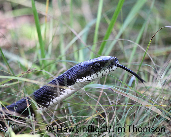 Black Rat Snake