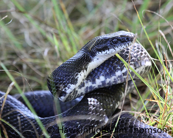 Black Rat Snake