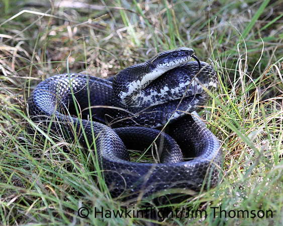 Black Rat Snake
