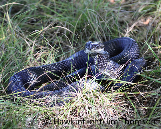 Black Rat Snake