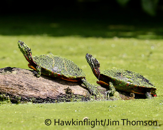 Eastern Painted Turtle