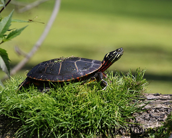 Eastern Painted Turtle