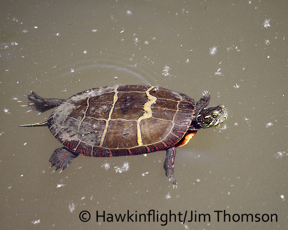 Eastern Painted Turtle