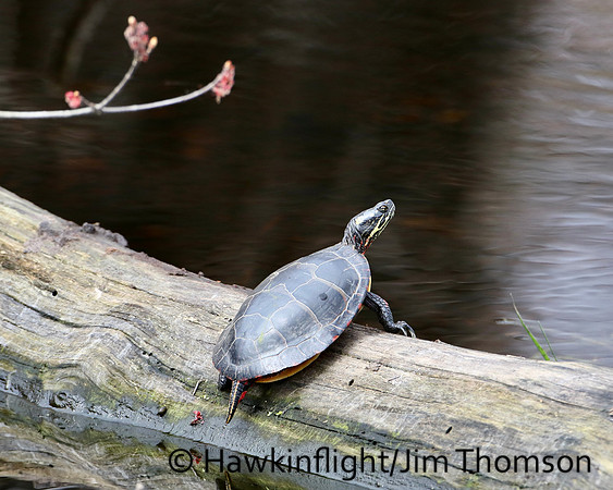 Eastern Painted Turtle
