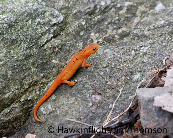 Eastern Red-Spotted Newt