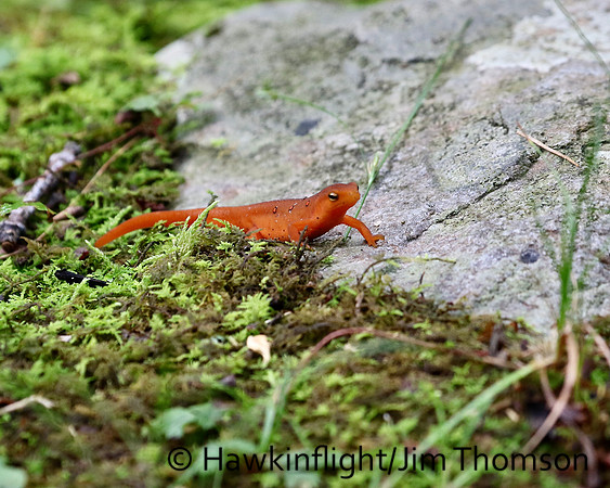 Eastern Red-Spotted Newt
