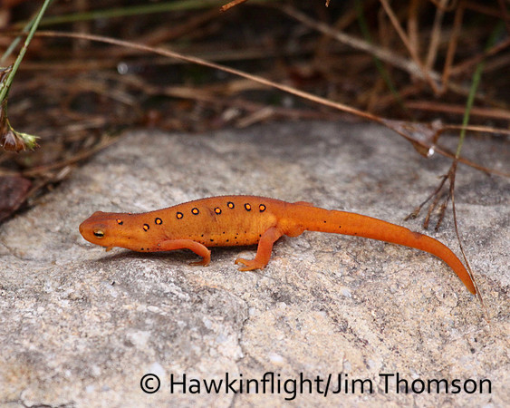 Eastern Red-Spotted Newt