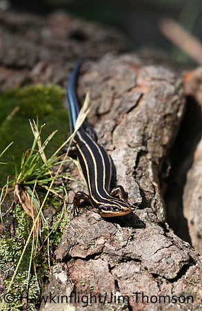 Five -Lined Skink