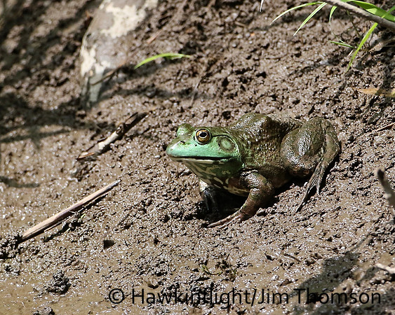 Green Frog