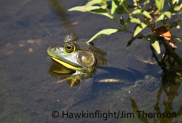Green Frog