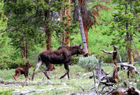Moose