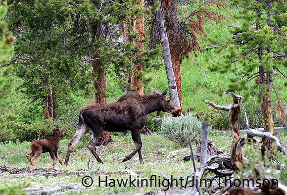 Moose