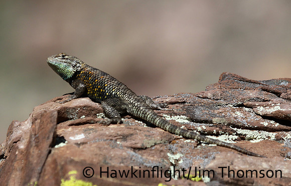Lizard