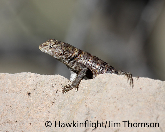 Lizard