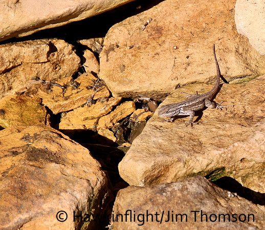 Lizard