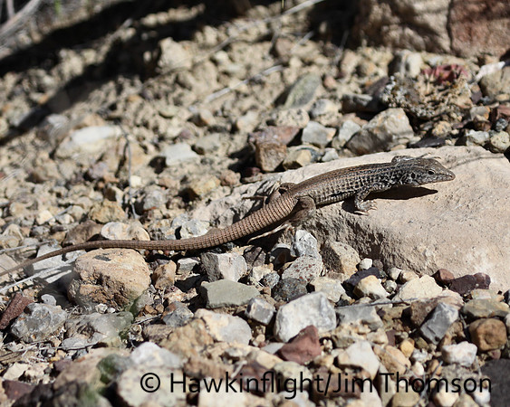 Lizard