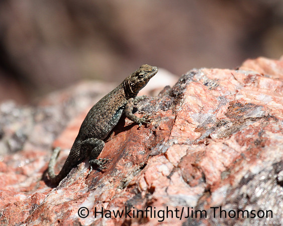 Lizard