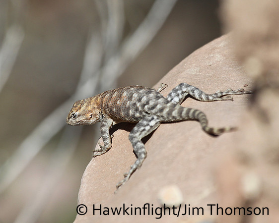 Lizard