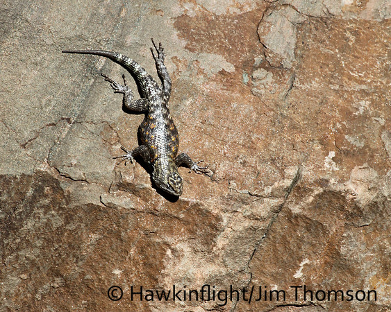 Lizard