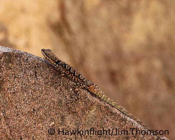 Lizard