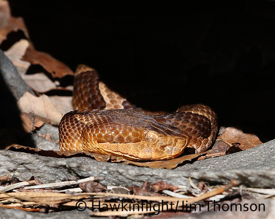 Northern Copperhead