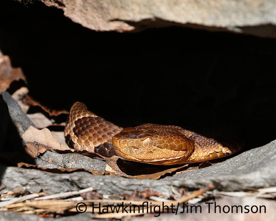 Northern Copperhead