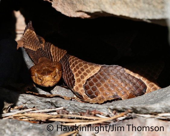Northern Copperhead