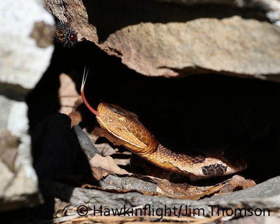 Northern Copperhead