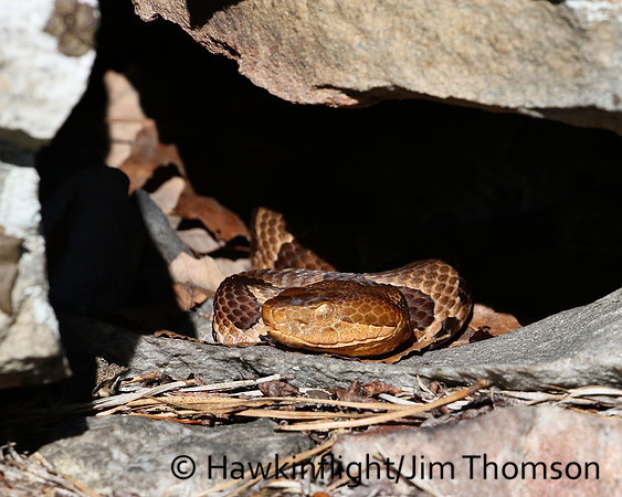 Northern Copperhead