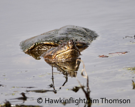 Snapping Turtle