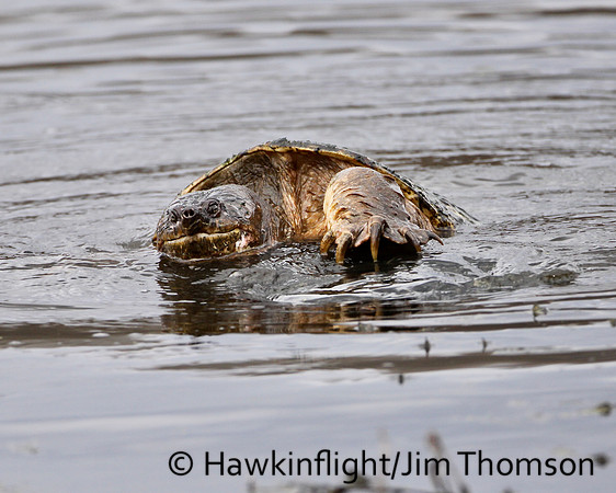 Snapping Turtle