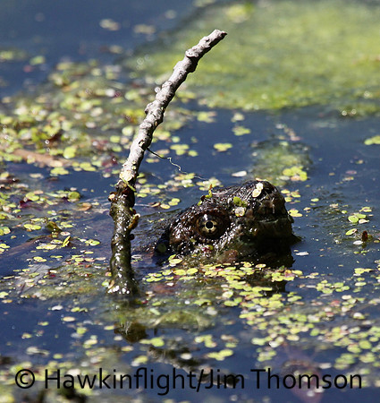 Snapping Turtle