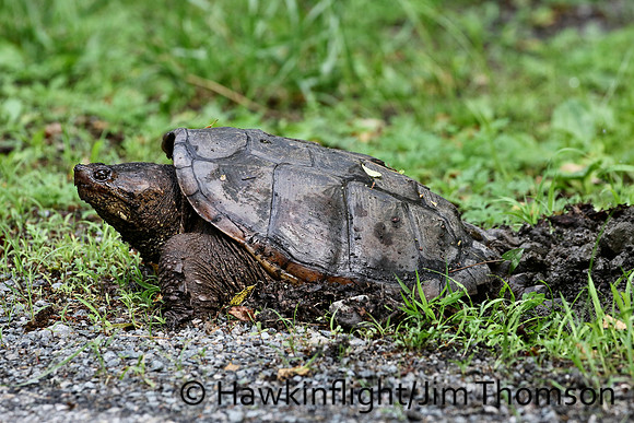 Snapping Turtle