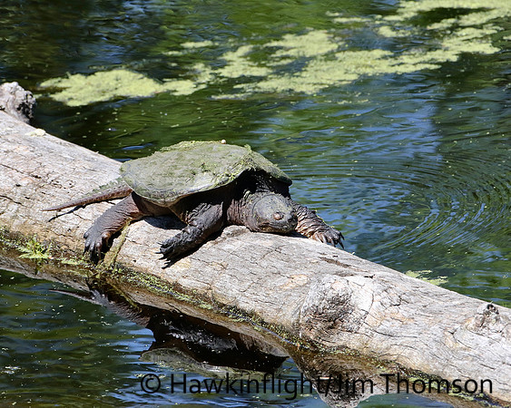 Snapping Turtle