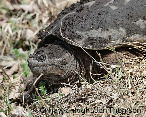 Snapping Turtle