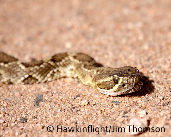 Western Diamondback Rattlesnake