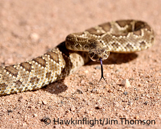 Western Diamondback Rattlesnake