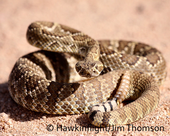 Western Diamondback Rattlesnake