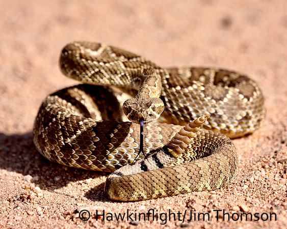 Western Diamondback Rattlesnake