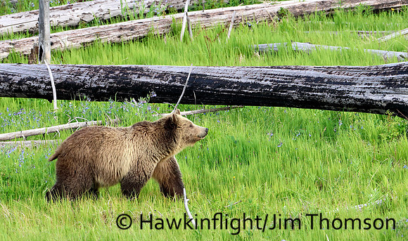 Grizzly Bear