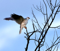 White-tailed Kite