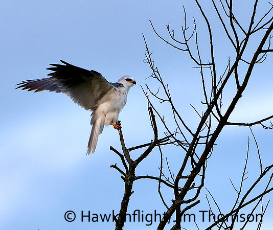 White-tailed Kite